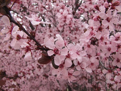 plum blossom