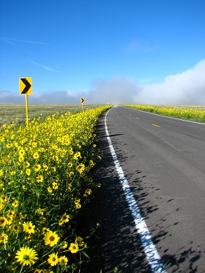 sunflowers, great sanddune national park