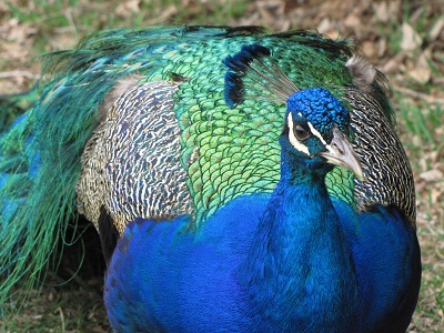 peacock