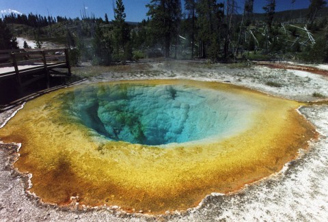 morning glory, yellow stone national park