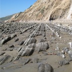Carbonaceous Marl, Gaviota