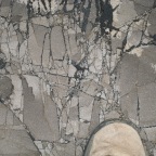 Brecciated shale, Carpenteria