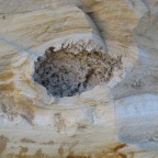 Weathered coprolite, with bone debris