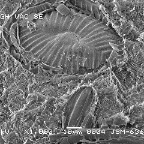 SEM photomicrograph of pure diatomite