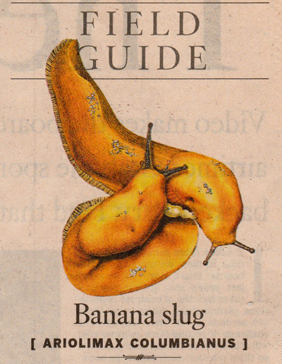Banana Slug Image