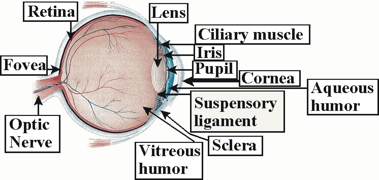 Shadows Cast by Retinal Blood Vessels Mapped in Primary Visual Cortex