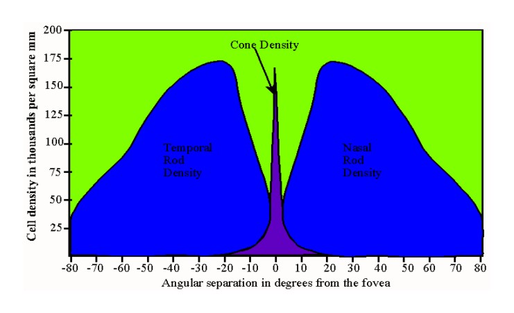 Isodensity map of the distribution of cones in bat retina. The map