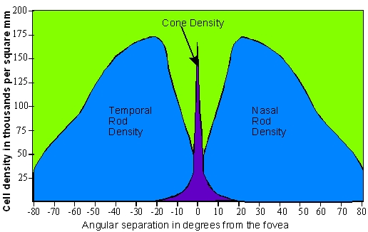 Isodensity map of the distribution of cones in bat retina. The map