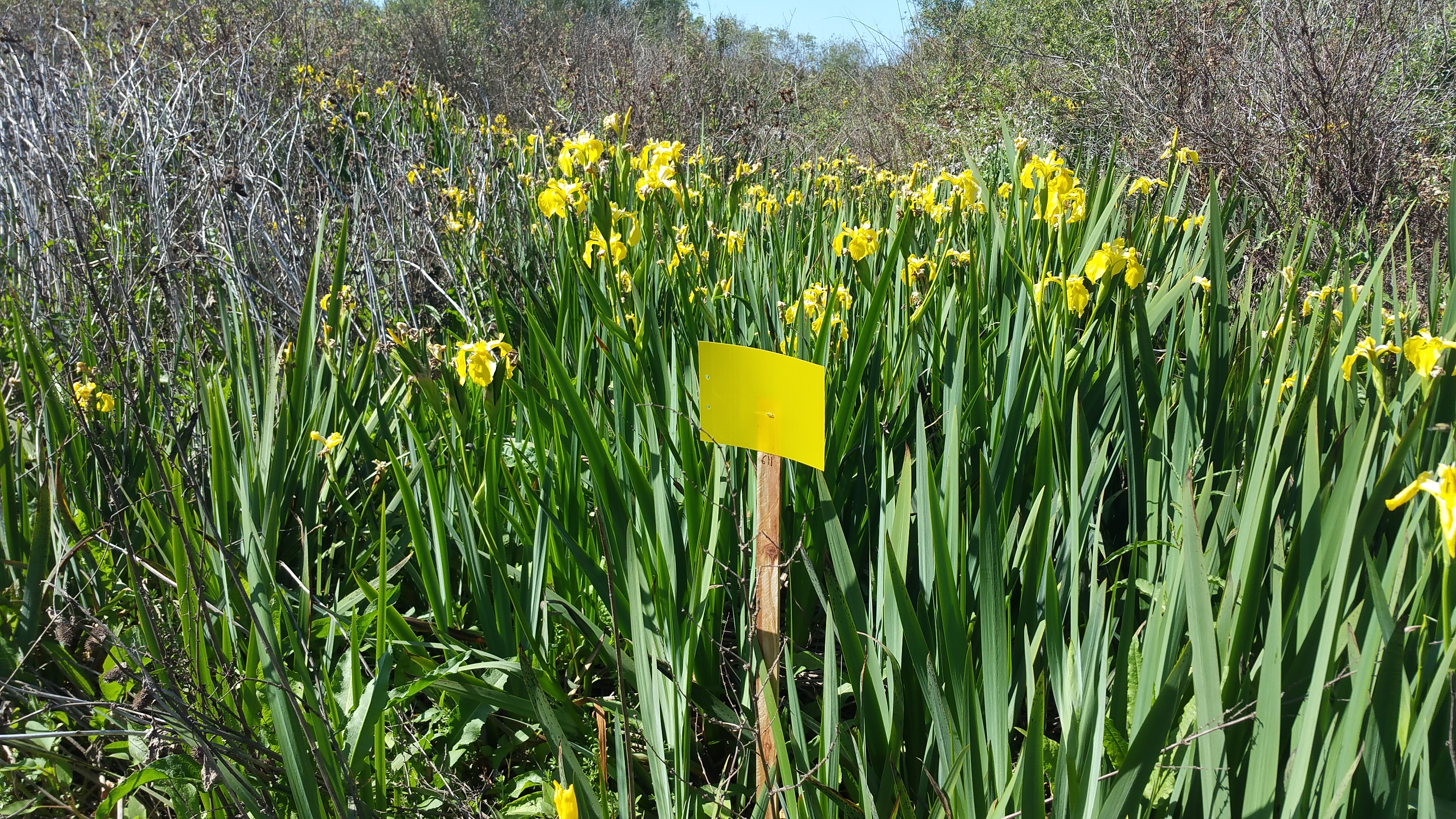 yellow
                      flag iris