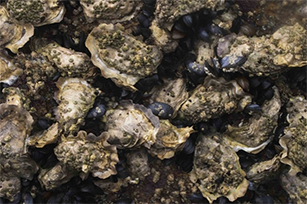 oyster bed closeup