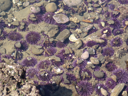 tide-pool 024