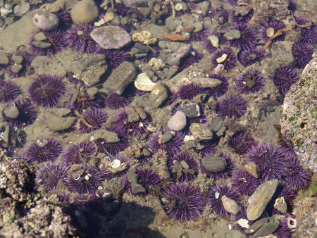 tide-pool 025