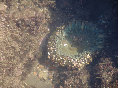 tide-pool 056