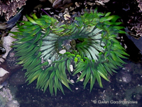 Green Sea Anemone, Corona del Mar