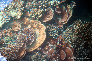 Montipora coral