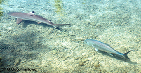 Papio and Black-tip Reef Shark, Lagoon