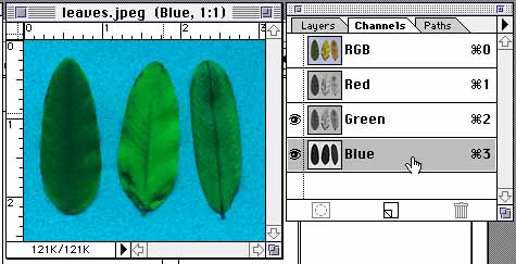 leaves in the blue and green channels