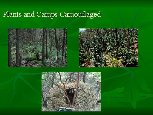 [ photographs showing camouflaging