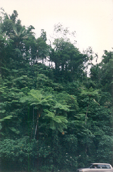 [ El Yunque tropical rainforest, Puerto Rico, 
C.M. Rodrigue, 1992 ]