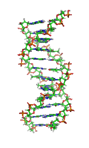 [ DNA molecule animation showing helix structure and double
           binary links among adenine-thymine and guanine-cytosine ]