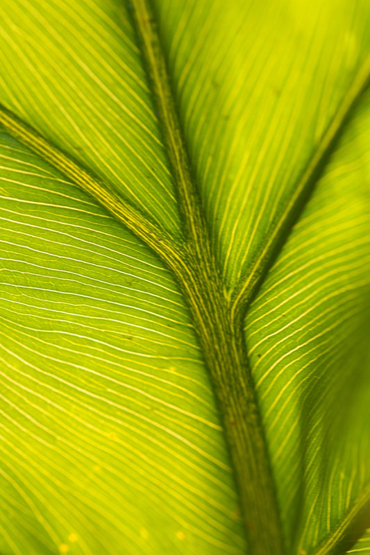 [ David Hornbeck photograph of the veins of a philodendron backlit 
by the sun ]